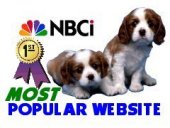 Cockapoo, cockapoos, cockapoo puppies, cockapoo puppy, cocker spaniels, poodles,<br soft>cockapoo puppies, cockapoo puppies for sale, puppies for sale, cockapoos in NY,<br soft>cockerpoo, cock-a-poo, dogs for sale, breeder of cockapoos, chocolate cockapoos,<br soft>black cockapoos, red cockapoos, toy cockapoo, toy cockapoos, mini cockapoos, miniature cockapoos,<br soft>first generation cockapoos, cockapoo size, cockapoo pricing