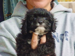 A Black-coloured with White Markings
             Female  Cockapoo