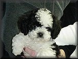 A Black & White Parti-coloured
        Cockapoo  Puppy
