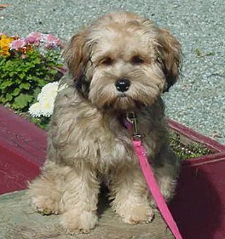 A "Changed" Sable-coloured
         Adult  Cockapoo