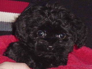 A Black-coloured
Cockapoo  Puppy