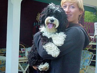A Black-coloured Cockapoo Adult
         with White Markings