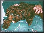      A "Never-Changing"
Red Sable Cockapoo Puppy