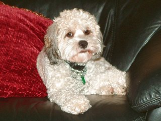       A "Changed"
Adult Sable Cockapoo