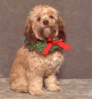 A "Changed" Red Sable
     Adult  Cockapoo