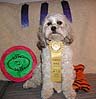 "Rylee", a Sable & White
     Female Cockapoo...
"Canine Good Citizenship
             Award";
   U-AGI, U-AGII & UCD