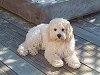            "Lacey", a
    Buff & White-colored
"Second-Gen." Cockapoo
Daughter of "Mikey" (#52)