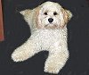 "Mikey", a Buff & White
      Male Cockapoo
 Sire of "Lacey" (#51)
     and "Amy" (#53)