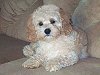             "Amy", a
    Buff & White-colored
"Second-Gen." Cockapoo
Daughter of "Mikey" (#52)