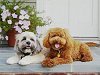             "Tootsie", a
     (Silver-)Sable & White
    Parti Female Cockapoo...
with Poodle buddy, "Peanut"