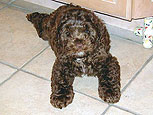 A Solid Chocolate-coloured
Cockapoo @ 10 weeks of age