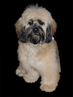 A "Changed Sable"-coloured
         Adult  Cockapoo