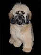 A "Changed" Sable-coloured
         Adult  Cockapoo