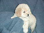 A Solid Buff-coloured
   Cockapoo  Puppy