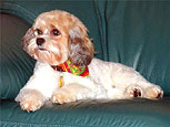         Mia!..
A "Changing" Sable & White Parti
         Adult  Cockapoo