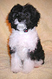 A (changing) Black, White & Silver
     (Tri-) Parti Cockapoo Puppy