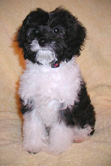                  Allie!..
   A Black, White & Silver
(Tri-) Parti Cockapoo Puppy
           @ 12 weeks