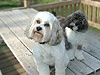       "Rylee" and "Allie". . .
   Sable & White Parti- and
       Black, White & Silver
(=Tri) Parti-color Cockapoos