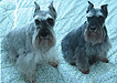   "Brewster" and "Allie". . .
7- and 5-yr.-old Schnauzers