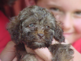 A Red Sable-coloured
     Male  Cockapoo
