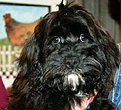 Black with Sable
Male  Cockapoo