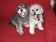     "Merlot & Lola"
2 Schnoodles at a Play Date