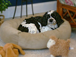 Bailey.. a Black & White Parti-coloured
  Male Cockapoo at 8 years young