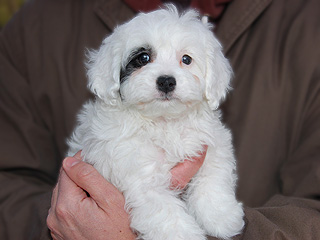 A White Female Cockapoo
   with Black Markings