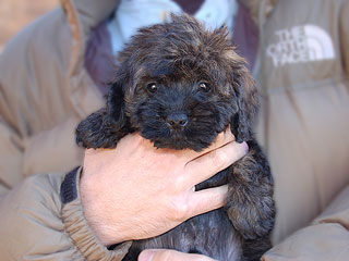 A Changing Sable-coloured
   Male  Cockapoo