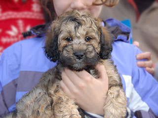A Changing Sable-coloured
   Male  Cockapoo
