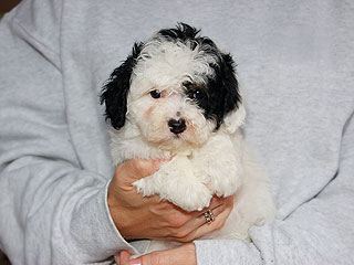 A White with Black Markings
 Female  Cockapoo