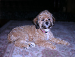 Abbey.. a Sable Female Cockapoo
        at 6 months