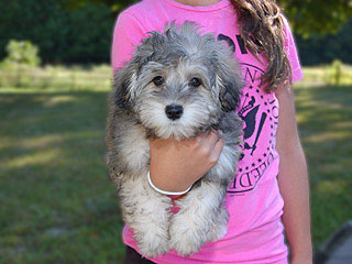 A Light Silver-Gold -coloured
  Female  Schnoodle