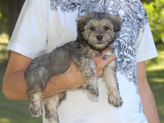 A Silver & Gold-coloured
Female  Schnoodle