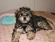 Colby, a Gold & Silver-coloured
        Female  Schnoodle