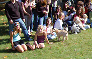Mulberry Farm Kennel, breeder of delightful Schnoodles and adorable first- and second-generation Cockapoos... located in New York, USA… think cockatoo, American cockapoo, cockapoo breeder, cockapoos, poodles, schnoodle breeder, schnoodle, breeders, shnoodle, shnoodles