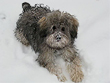    Colby, a
Silver & Gold-coloured
Female  Schnoodle