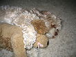 "Abby", napping with
   her "playmate"