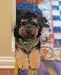 Bobby, a 6-month-old
Phantom Male Cockapoo