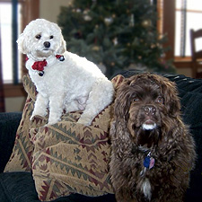 "Bella" (Buff Cockapoo) & "Clive" (Chocolate Am. Cocker Spaniel)
      at their families' 2009 Christmas gathering
