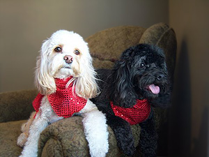 "Charlie" (Buff Male) & "Ruby" (Black Female)
  at their family's 2009 Christmas gathering