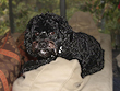 "Queen" Willow, a 3-Year-Old
  Black with White Markings
 Female  Cockapoo