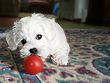 An 8-week-old Female Schnoodle... being a puppy!