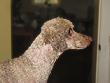  "Kandi Kane", a
Silver-Beige -coloured
Mini Poodle "Poppa"