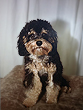 "Amigo"... a Black & Tan
    Male Cavapoo... Just
    Click to See Photos
    of Both Adult & Pup