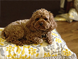 "Teddy" R., a 3-Year-Old
      Apricot-Coloured
 Female  Cockapoo
