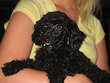      "Licorice", a
   Black -coloured
Mini-Poodle "Poppa"
