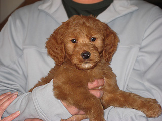  An Apricot-coloured
Female  Goldendoodle