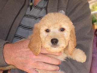      A Red-coloured
Female  Goldendoodle