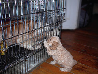 Sampson "pawing" his mommy, Macy
       at about 6 weeks of age